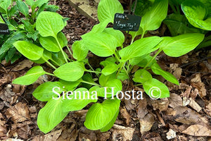 Hosta 'Boyz Toy'