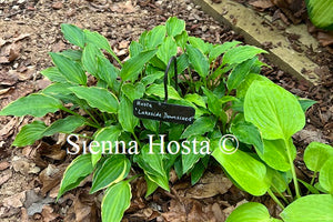 Hosta 'Lakeside Down Sized'