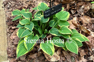 Hosta 'Rock Island Line'