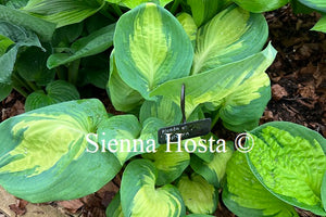 Hosta 'Popcorn'