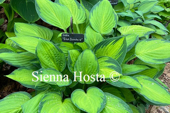 Hosta 'Gold Standard'