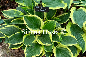 Hosta 'So Sweet'