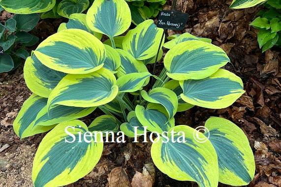 Hosta 'Ben Vernooij'