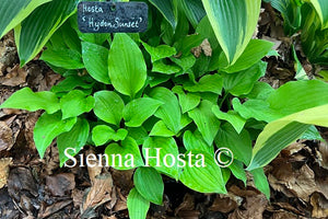 Hosta 'Hydon Sunset'