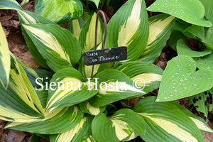 Hosta 'Sea Thunder'