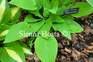 Hosta Zitronenfalter