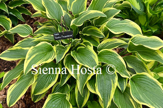 Hosta 'Exotic Presentation'