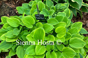 Hosta 'Golden Tiara'