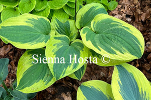 Hosta 'Wide Brim'