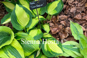 Hosta 'Color Festival'