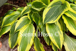 Hosta 'Carolina Sunshine'