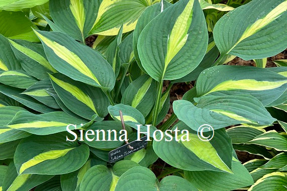 Hosta 'Alan Titchmarsh'