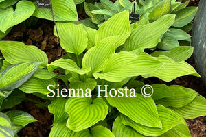 Hosta 'Sienna Susan'