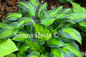 Hosta 'Orange Star'