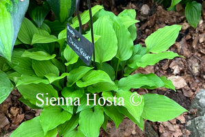 Hosta 'Devon Gold'