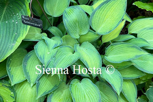 Hosta 'Katherine Lewis'