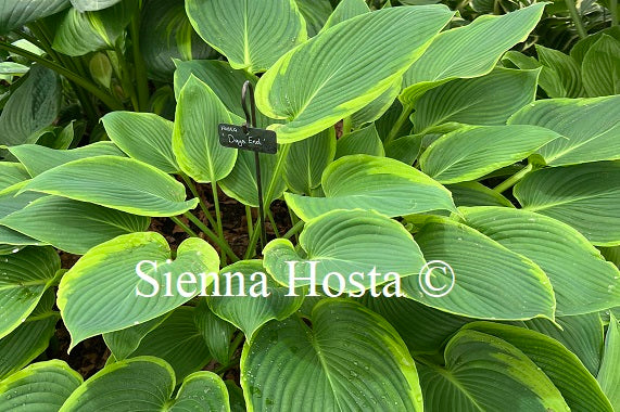 Hosta 'Days End'