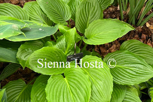 Hosta 'plantaginea'