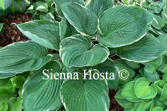 Hosta 'Icy Halo'