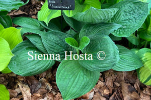 Hosta 'Second Wind'