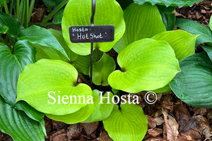 Hosta 'Hotshot'