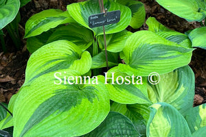 Hosta 'Summer Lovin'