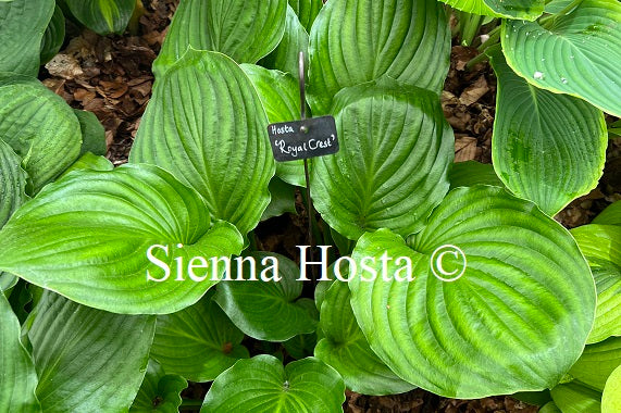 Hosta 'Royal Crest'