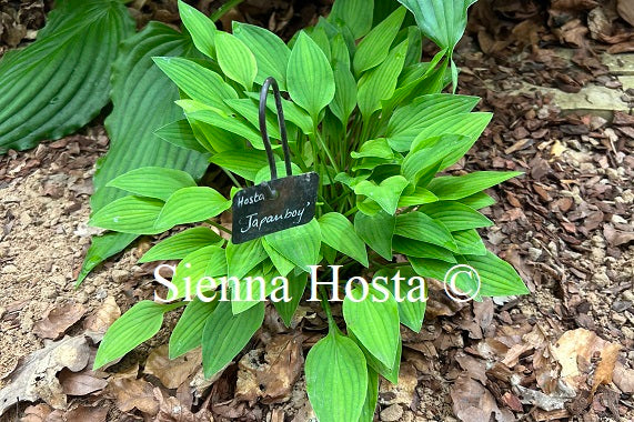 Hosta 'Japanboy'