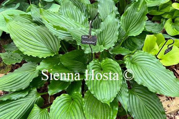 Hosta 'Stimulation'