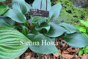 Hosta 'Zorro'