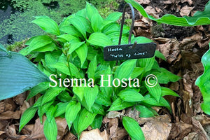 Hosta 'Twist of Lime'