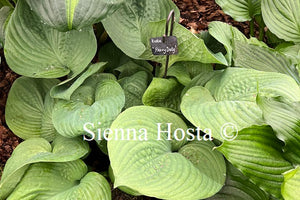 Hosta 'Heavy Duty'