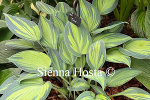 Hosta 'June'