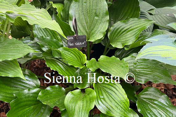 Hosta 'Get Nekkid'