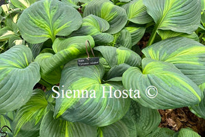 Hosta 'Cathedral Windows'