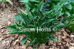 Hosta 'Praying Hands'