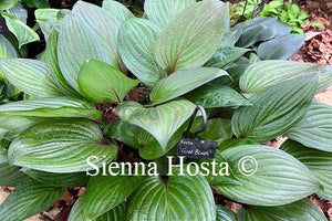 Hosta 'First Blush'