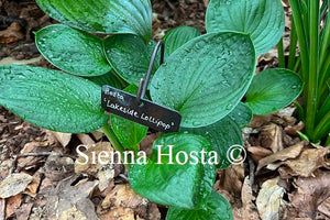 Hosta 'Lakeside Lollipop'