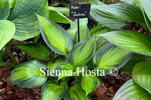 Hosta 'Justine'