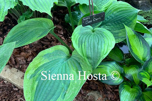 Hosta 'Dust Devil'