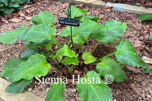 Hosta 'Red Salamander'