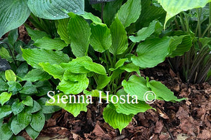 Hosta 'Stirfry