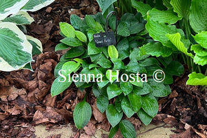 Hosta Small Parts