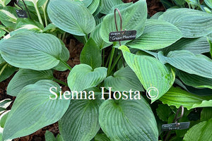 Hosta 'Green Mountain'