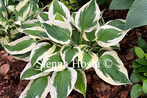 Hosta 'Patriot'