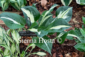 Hosta 'Mellow Mood'