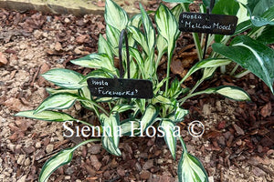 Hosta 'Fireworks'