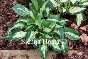 Hosta 'Allegan Fog'