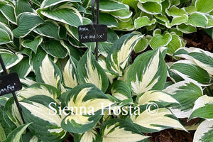 Hosta 'Fire and Ice'