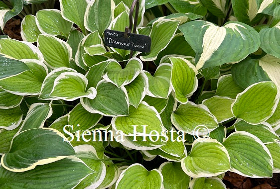 Hosta 'Diamond Tiara'